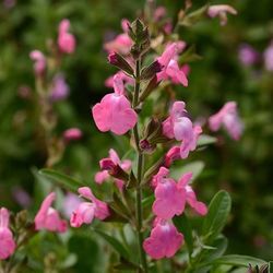 Mirage™ Pink Salvia, Autumn Sage, Salvia greggii 'Balmirpink'